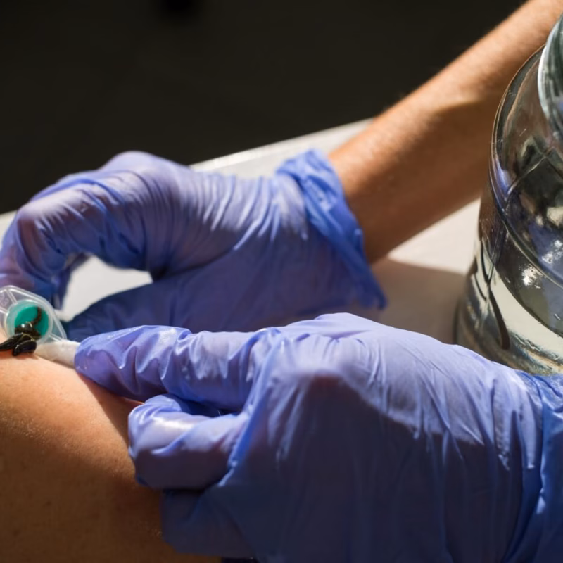 Szkoła Hirudoterapii i Larwoterapii Praktycznej