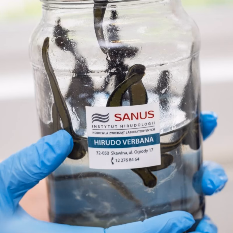 Szkoła Hirudoterapii i Larwoterapii Praktycznej