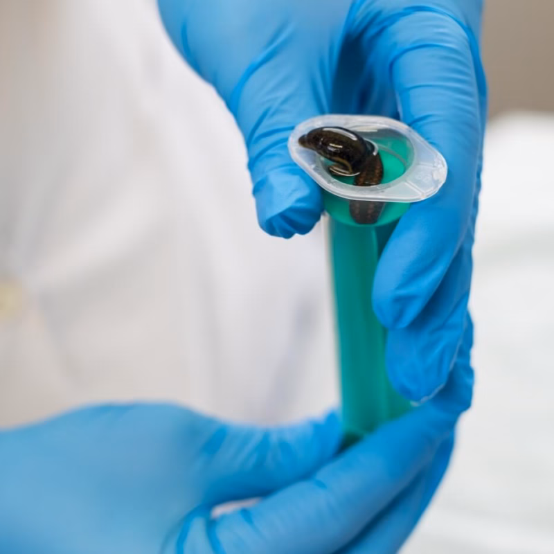 Szkoła Hirudoterapii i Larwoterapii Praktycznej