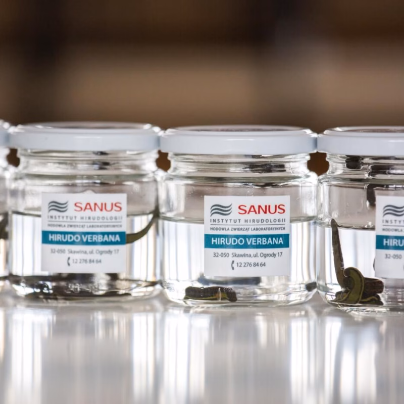 Szkoła Hirudoterapii i Larwoterapii Praktycznej