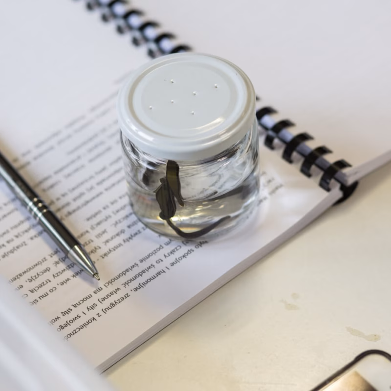 Szkoła Hirudoterapii i Larwoterapii Praktycznej