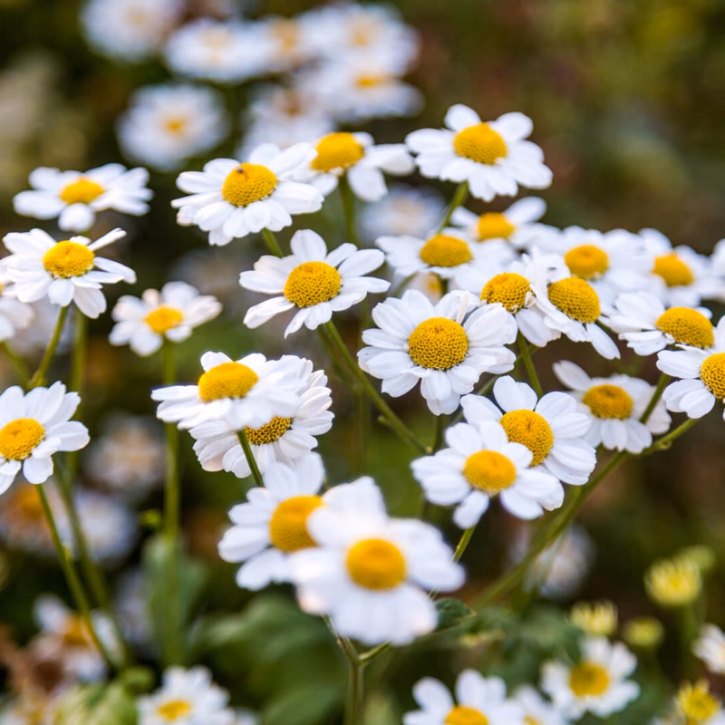 Olejki w pracy z emocjami ITCM DAO